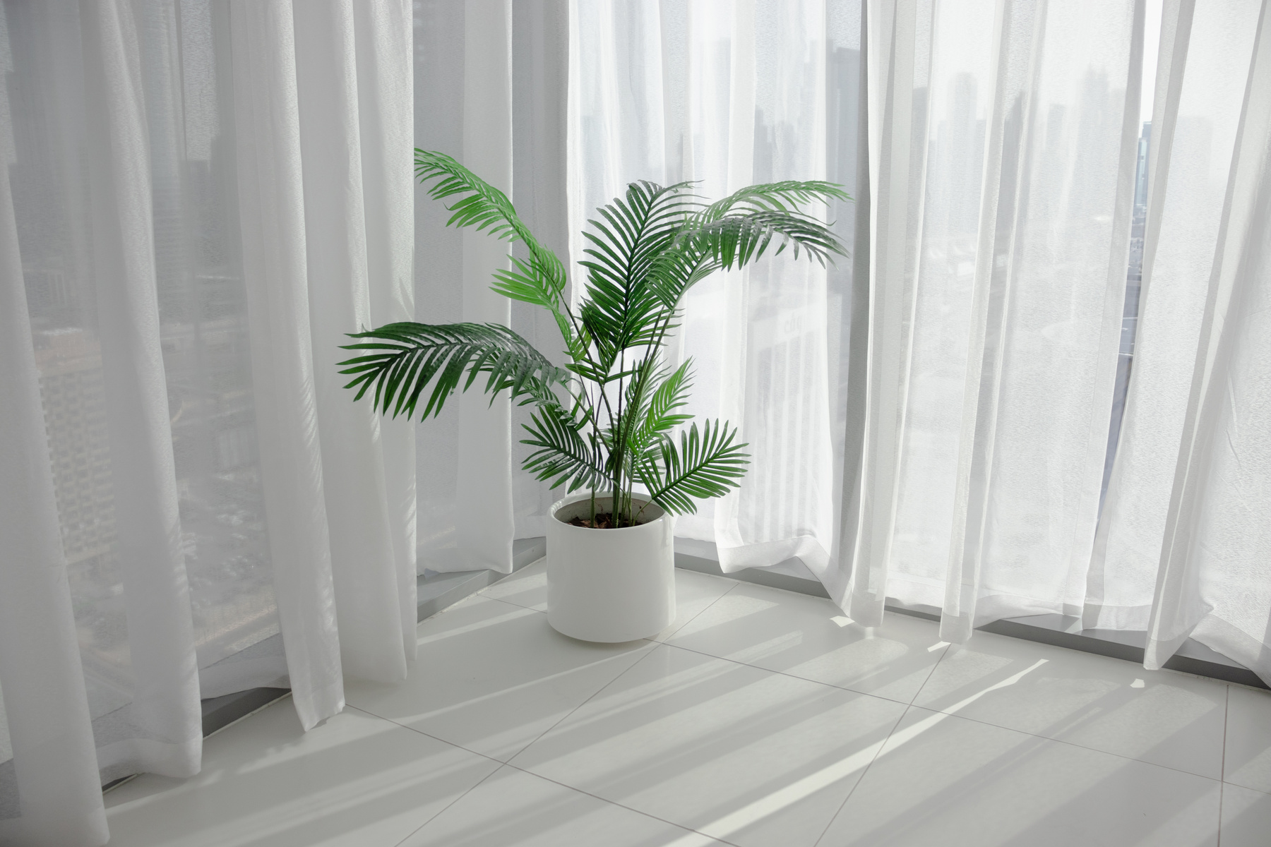 Green Indoor Plant Beside White Curtains